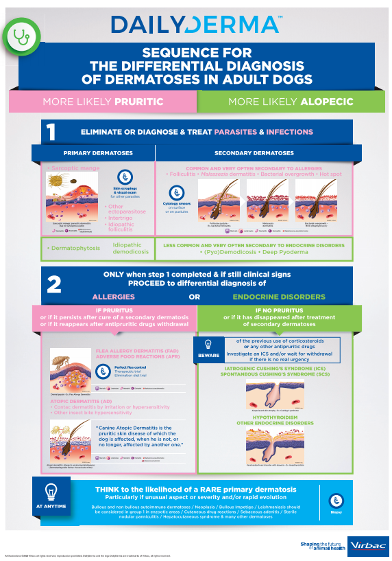 DailyDerma - Poster Diagnosis A2